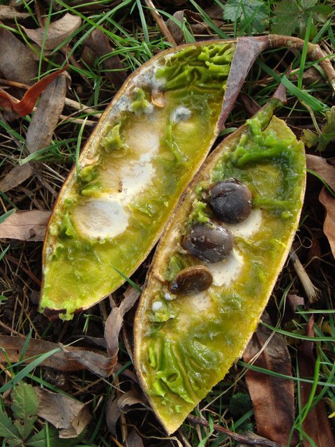 Gymnocladus dioica graine